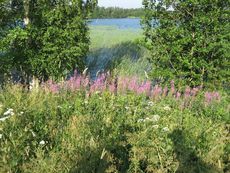 215 Landschaft, Wiesenblumen.JPG